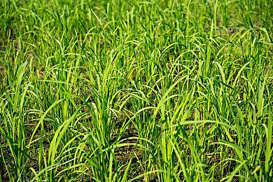 《远征军：罗马》新预告片介绍可玩角色凯撒昆特修斯