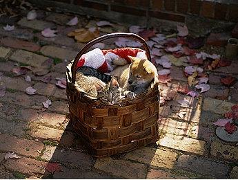 大胆假设：如果CDPR明天公布《巫师4》 你会预购吗？