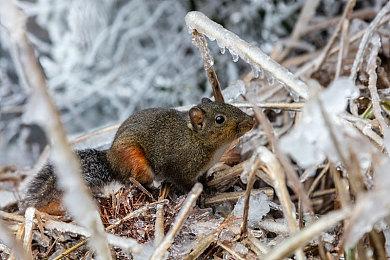 香草社《圣兽之王》收藏版赠送16位机风格游戏OST